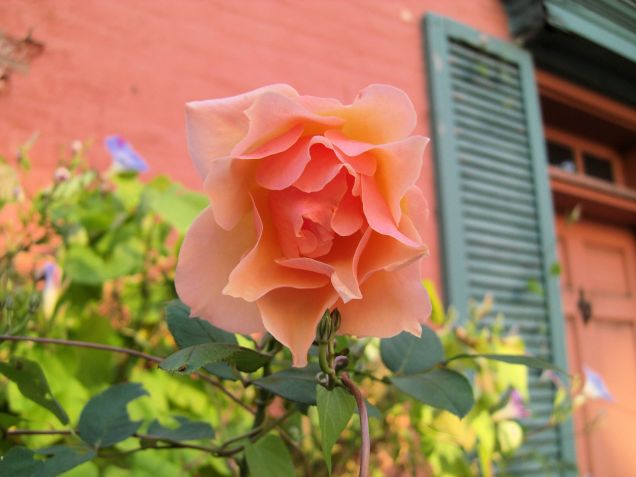 Rose of Old Town